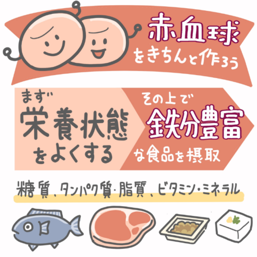 図解イラスト がん治療の副作用対策とセルフケア 「赤血球をきちんと作ろう」栄養状態と鉄分豊富な食品